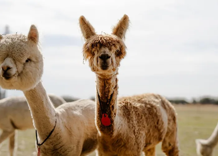 Apartamento Achter De Hoef Whg 2 *