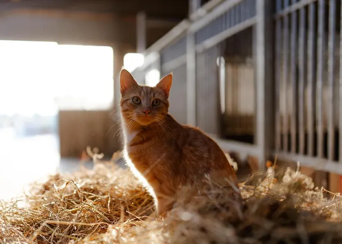 Apartamento Achter De Hoef Whg 2 Staberdorf